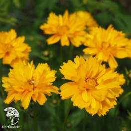 Фото Кореопсис крупноцветковый  Дабл зе Сан