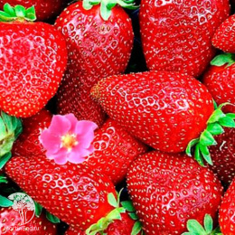 Земляника садовая Тристан