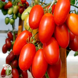 Томат Джек Пот F1 ( 2-ной пак.)