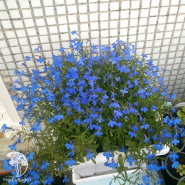 Лобелия плетистая Голубой фонтан