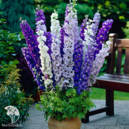 Дельфиниум Гигантская смесь окрасок