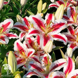 Лилия Биг Смайл