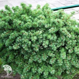 Лиственница европейская Корник