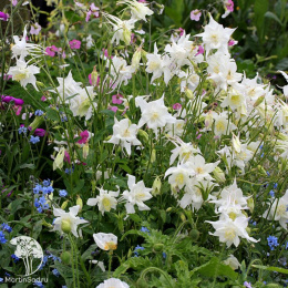 Аквилегия Кристалл, культурная