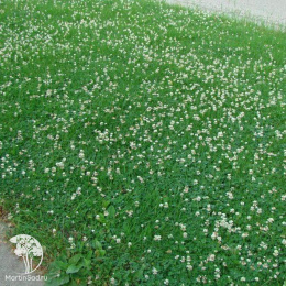 Клевер ползучий Ривендел