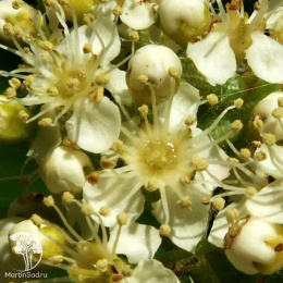 Рябина арнольда Куппер Глоу