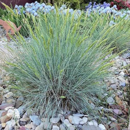 Овсяница сизая Блауглут