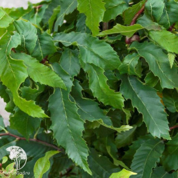 Каштан посевной Винсент Ван Гог на штамбе