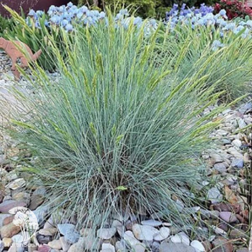 Фото Овсяница сизая Блауглут