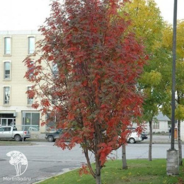 Рябина обыкновенная Россика Майор