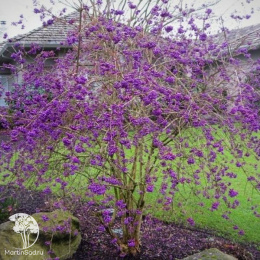 Каликарпа бодиньера Профьюжн