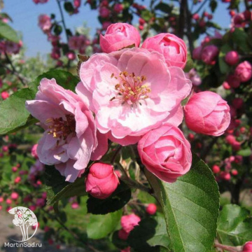 Фото Яблоня декоративная Брэнди Мэджик