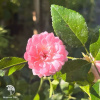 Роза полиантовая Зе Фейри фото 7 