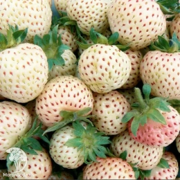 Земляника Анабланка