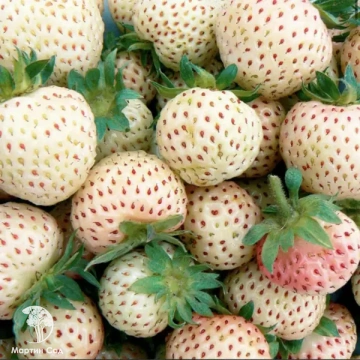 Фото Земляника Анабланка