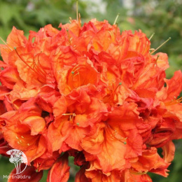 Азалия крупноцветковая Фейерверк