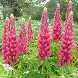 Люпин Галерея розовый