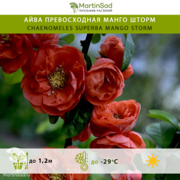 Айва превосходная Манго Шторм