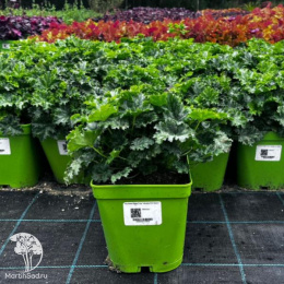 Гейхера Эпл Крисп