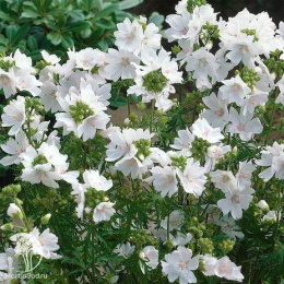 Мальва мускусная Альба