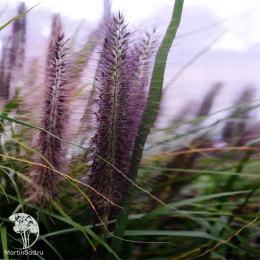 Пеннисетум лисохвостый Блэк Бьюти