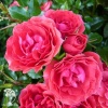 Роза флорибунда Серия Кулинарные розы Распберри фото 1 