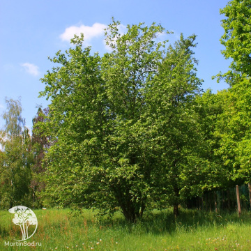 Фото Ольха серая