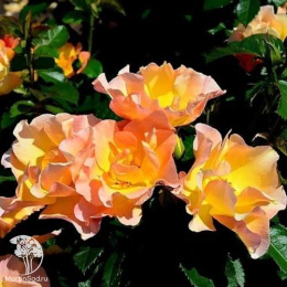 Роза парковая Модэн Санрайз