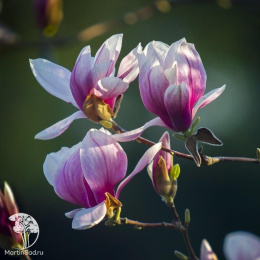  Магнолия Дзен