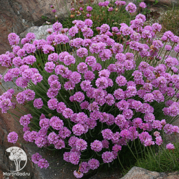 Армерия Луизианская (приморская)  серия Альпийская горка