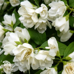  Чубушник гибридный Манто Д'Эрмин