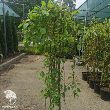 Фото Ива козья Килмарнок на штамбе