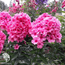 Флокс метельчатый Флейм Лайт Пинк