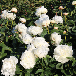 Пион молочноцветковый Эльза Сасс