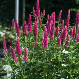 Вероника длиннолистная Фёрст Лав