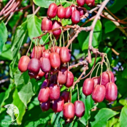 Актинидия аргута Пурпурна Садова + Люси + опылитель Вейки Мужской