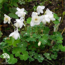 Aquilegia flabellata Cameo White Аквилегия вееровидная Уайт