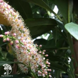 Лавровишня обыкновенная Бонапарт