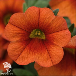 Калибрахоа Каблум Оранж (Семена Профи)