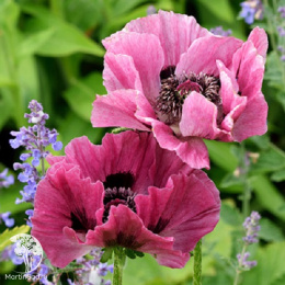 Мак восточный Болеро