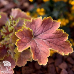 Сверхвыгодный микс! Гейхера Дельта Даун + Гейхера Линда + Гейхера Мармелад