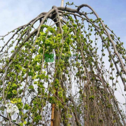 Вяз малый Пендула на штамбе
