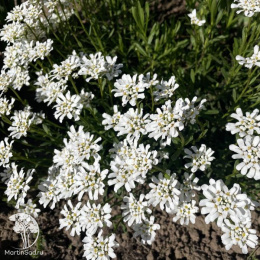 Иберис вечнозеленый Тахои