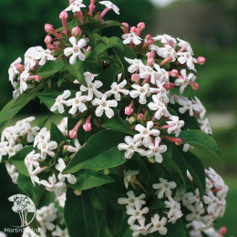 Абелия мосанская