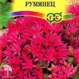 Седум Румянец ложный, серия Альпийская горка