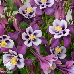 Аквилегия Эрлибёрд Пурпл Вайт