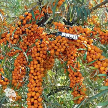 Фото Облепиха Золотой початок (женская форма)