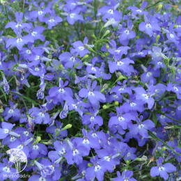 Лобелия Синий кулон, ампельная, серия Лавандовые грезы 