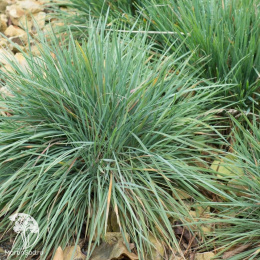 Келерия сизая Пигмея