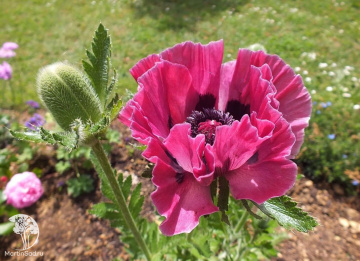 Фото Мак восточный Сентрал Парк